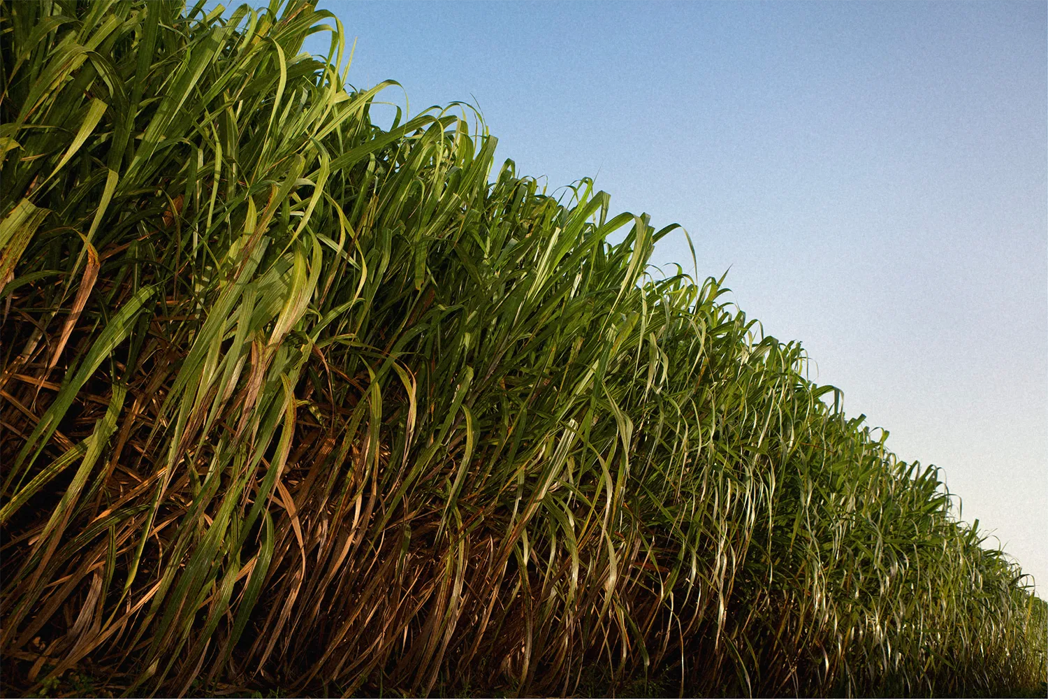 Alcoholes Finos Dominicanos 1