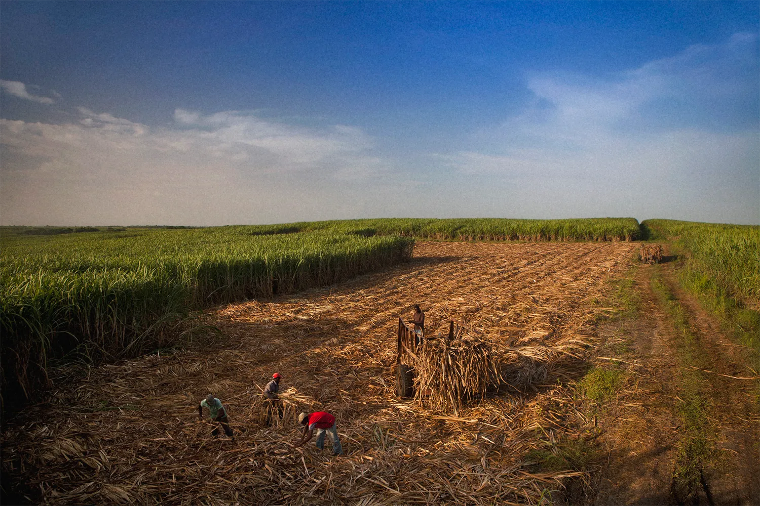 Alcoholes Finos Dominicanos 3